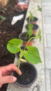 Plants Beans