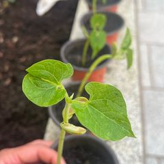 Plants Beans
