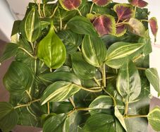 Artificial Plant