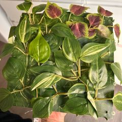 Artificial Plant