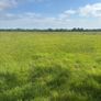 Good Quality Grass for zero grazing Image 3