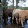 Super heifers Image 5