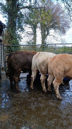 Super heifers