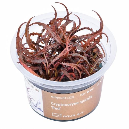 Aqua-Art Bucephalandra, Anubias ect aquarium in vitro plants