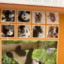 Story of Giant Panda a book full of facts and pictures Image 6