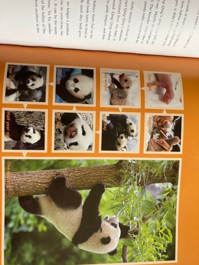 Story of Giant Panda a book full of facts and pictures