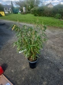bamboo plant