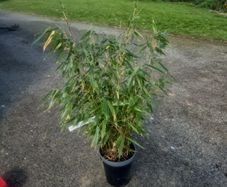 bamboo plant