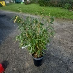 bamboo plant