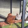 Chicken coop & 2 chickens Image 2