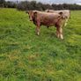 9 Aberdeen angus weanling bulls Image 3