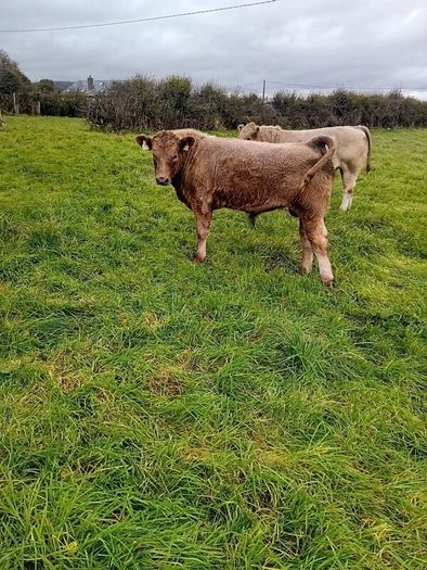 9 Aberdeen angus weanling bulls