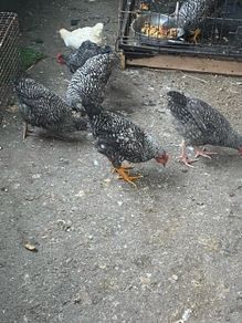 Chickens