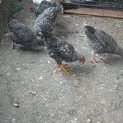 Chickens
