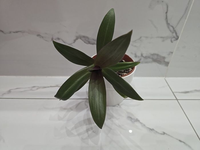 Tradescantia plant