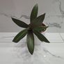 Tradescantia plant Image 2