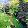 Japanese Acer Image 5