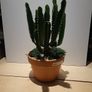 Euphorbia planter Image 6