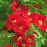 Variety of Nasturtium seeds from 1euro Image 9