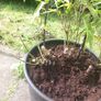 bamboo Image 3