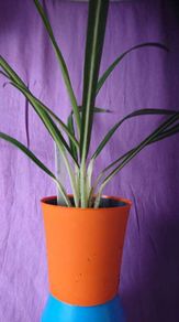 plant