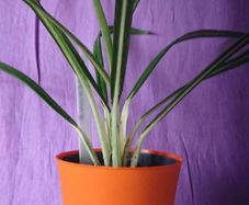 plant