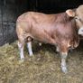 P b. Bulls Image 10