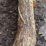 Hawthorn Tree For Sculpture Image 7