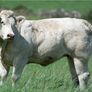 Bostonia Livestock Breeding Females Image 3