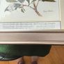 Lovely Gray Framed SOUTH AFRICAN BOTANICAL ART BY Judy WheelerPelargonium luridum-Stork's Bill, Zulu inyonkulu. Widespread E. Cape to Tanzania. Summer flowering grassland herb ,0.6 1m. Edible, also used to treat dysentery and nausea. Image 8