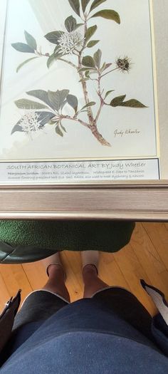 Lovely Gray Framed SOUTH AFRICAN BOTANICAL ART BY Judy WheelerPelargonium luridum-Stork's Bill, Zulu inyonkulu. Widespread E. Cape to Tanzania. Summer flowering grassland herb ,0.6 1m. Edible, also used to treat dysentery and nausea.