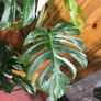Monstera Albo Borsigiana #50 mature variegated plant Image 6