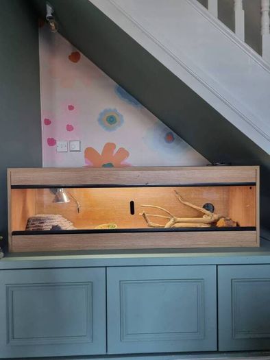 Bearded dragon with terrarium and full setup