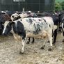 Shorthorn cows Image 7