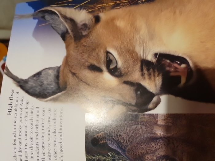 Big Cats Eyewonder Enter A World Of Discovery