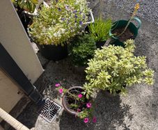 pots and plants and shovel.