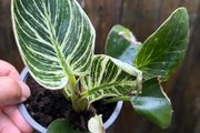 Philodendron "birkin"