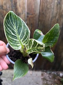 Philodendron "birkin"