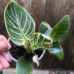 Philodendron "birkin"