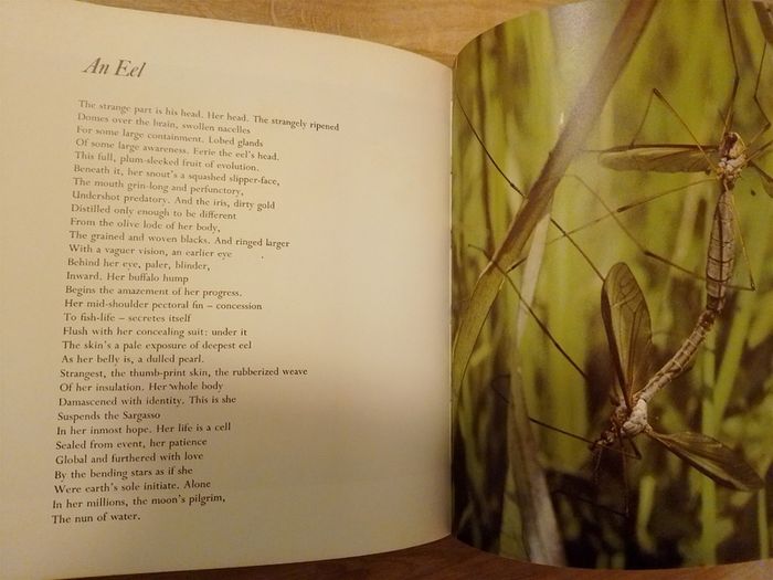 Ted Hughes RIVER Poetry 1983 First Edition