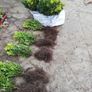 Box Hedging Image 3