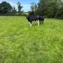 10 February calving Xbred heifers Image 10