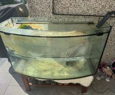 300l curved front fish tank
