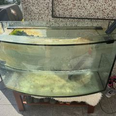 300l curved front fish tank
