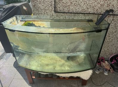 300l curved front fish tank