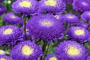 (A) Aster Pompon Blue seeds 0,5g (414253)