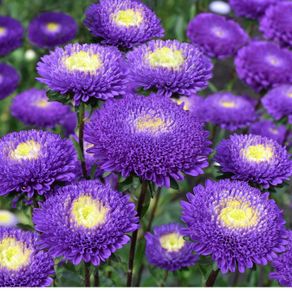 (A) Aster Pompon Blue seeds 0,5g (414253)