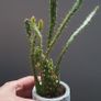 cactus Image 5
