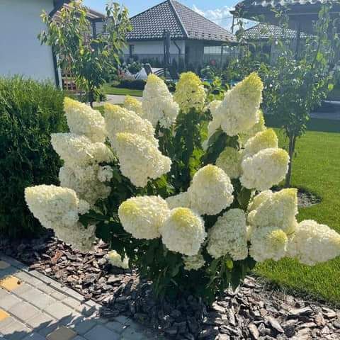 Hydrangea Polar Bear
