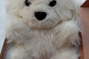 Soft Toy Dog in a Box